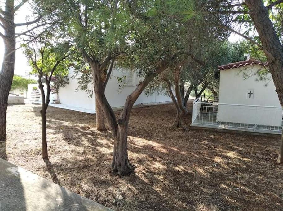 White Villa In Olive Trees And Seaview To Panagia Almiropótamos 외부 사진