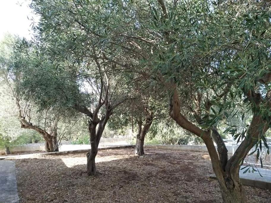 White Villa In Olive Trees And Seaview To Panagia Almiropótamos 외부 사진