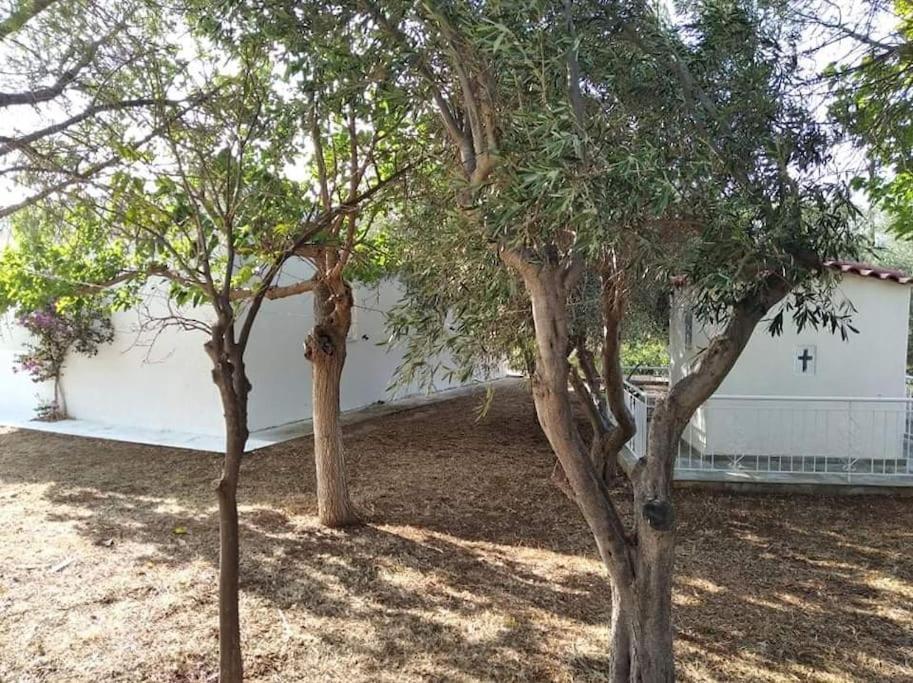 White Villa In Olive Trees And Seaview To Panagia Almiropótamos 외부 사진